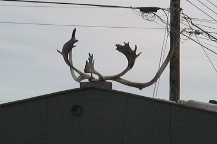 antlers.jpg